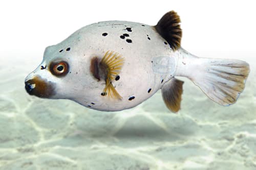 Dogface Puffer