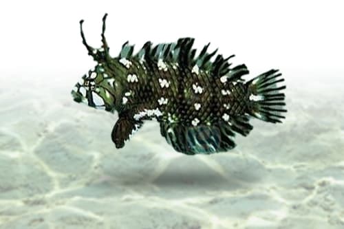 Dragon Wrasse