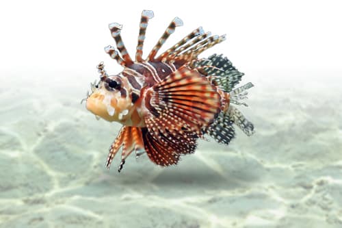 Dwraf Lionfish