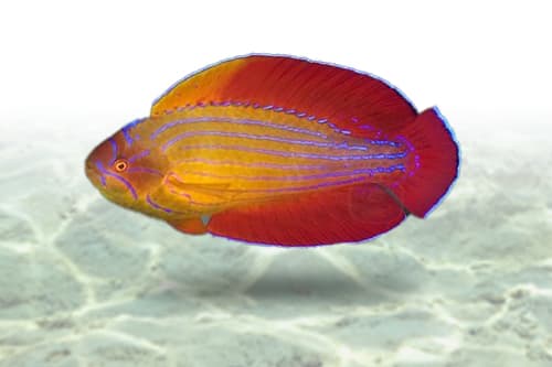 Eightline Flasher Wrasse