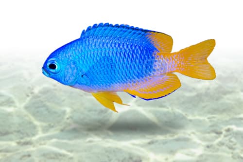 Neon Damsel | Electric Blue Damsel