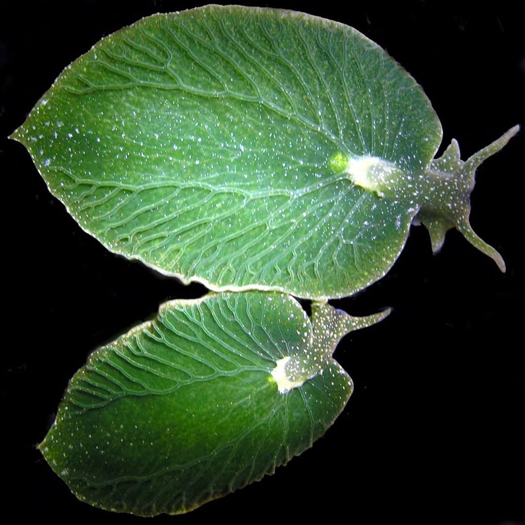 Leaf Slug