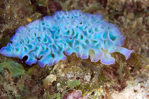 Lettuce Sea Slug