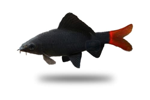 Labeo Bicolor