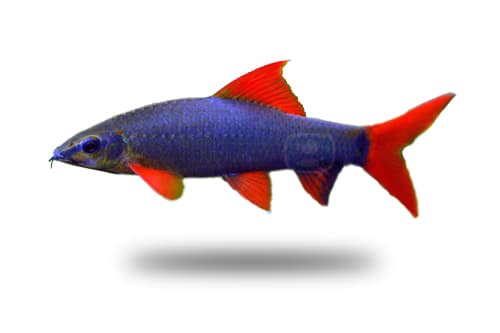 Labeo Frenatus (variante padrão)