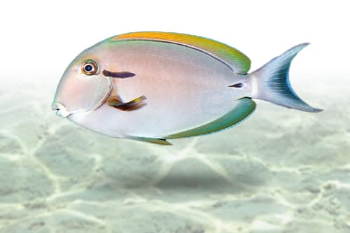 Epaulette Tang