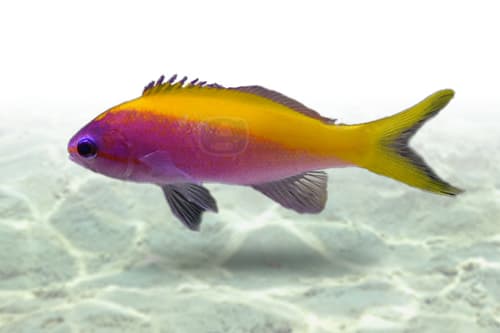 Evansi Anthias