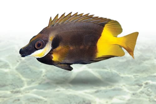 Fiji Foxface | Bicolor Foxface