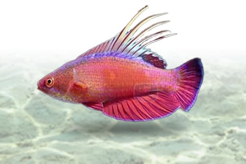 Filament Flasher Wrasse