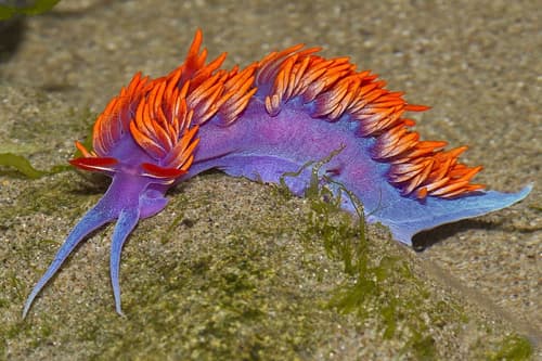 Nudibranch