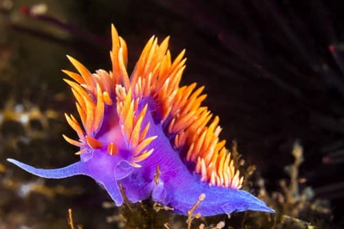 Nudibranch