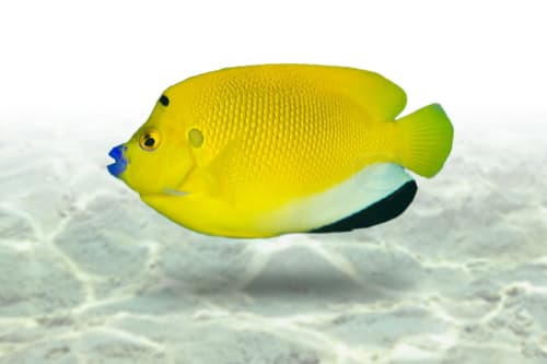 Flagfin Angel
