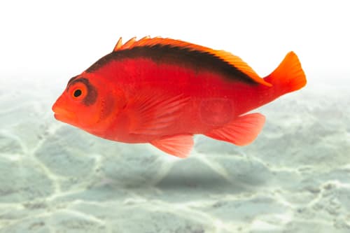 Flame Hawkfish