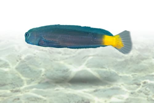 Flametail Blenny