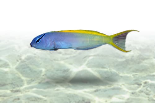 Forktail Blenny