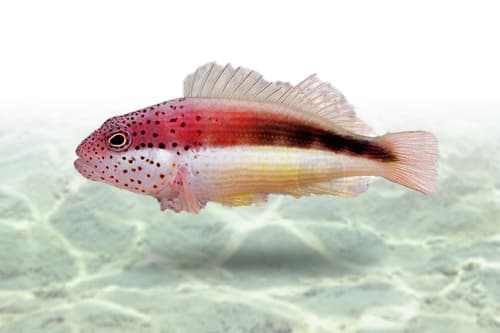 Freckled Hawkfish