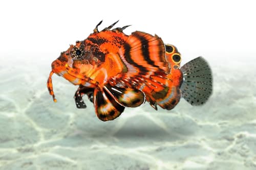 Fu Manchu Lionfish