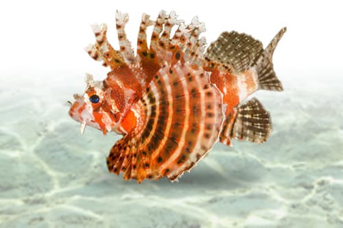 Fuzzy Dwarf Luionfish