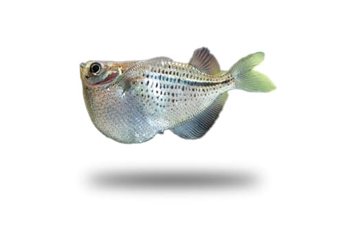 Silver Hatchetfish