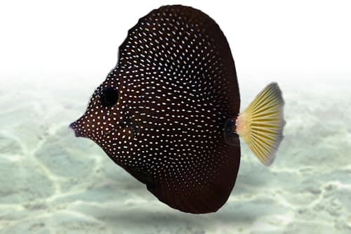 Gem Tang