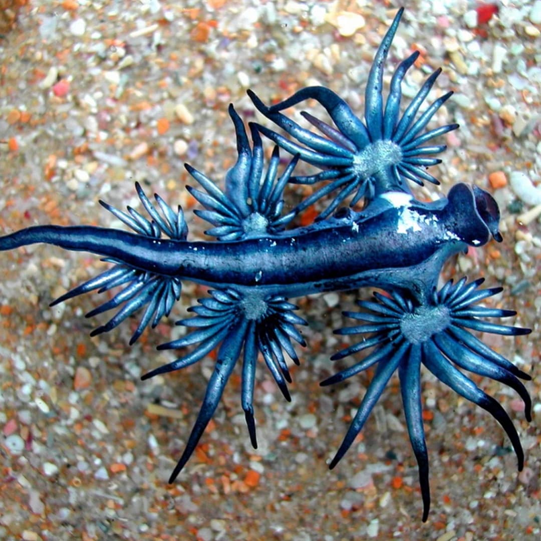 Blue Angel