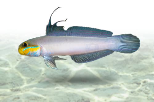 Golden Head Goby