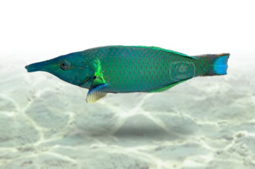 Green Bird Wrasse