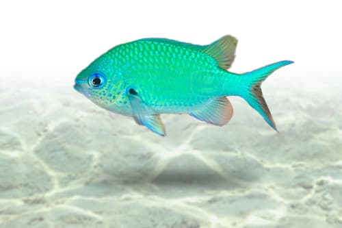 Green Chromis