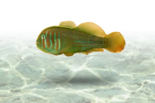 Green Clown Goby