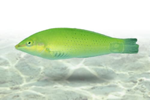 Green Coris Wrasse