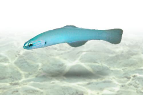 Green Gudgeon Goby