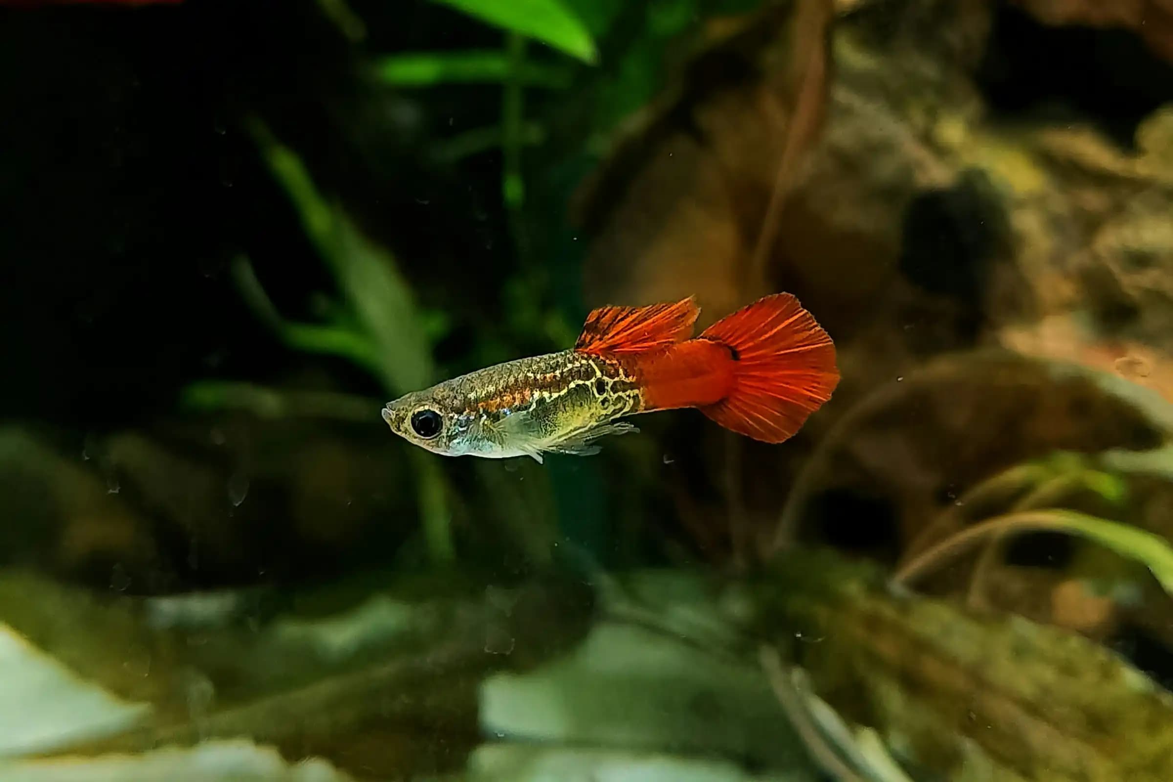 Guppy macho de cauda vermelha (Poecilia reticulata)