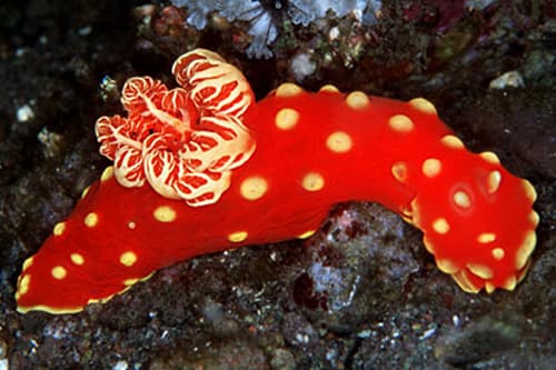 Nudibranch