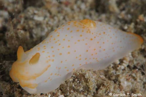 Nudibranch