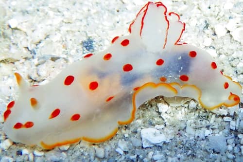 Nudibranch