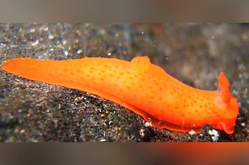 Nudibranch