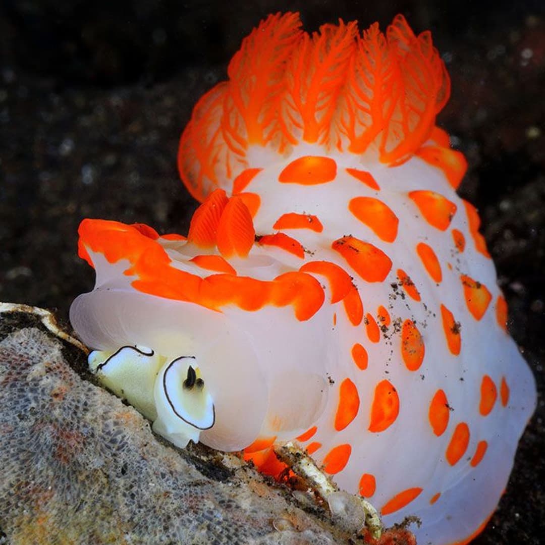 Nudibranch