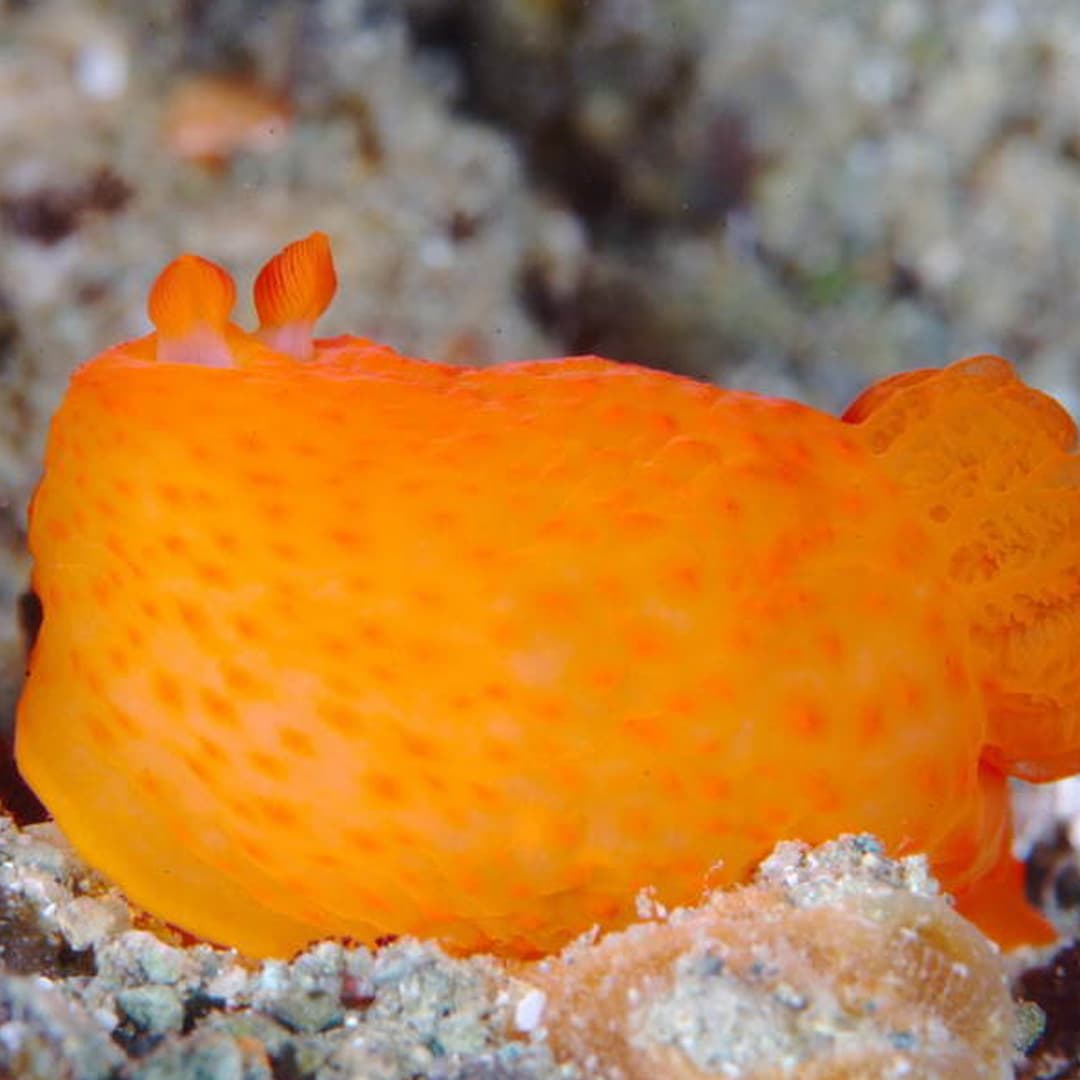 Nudibranch