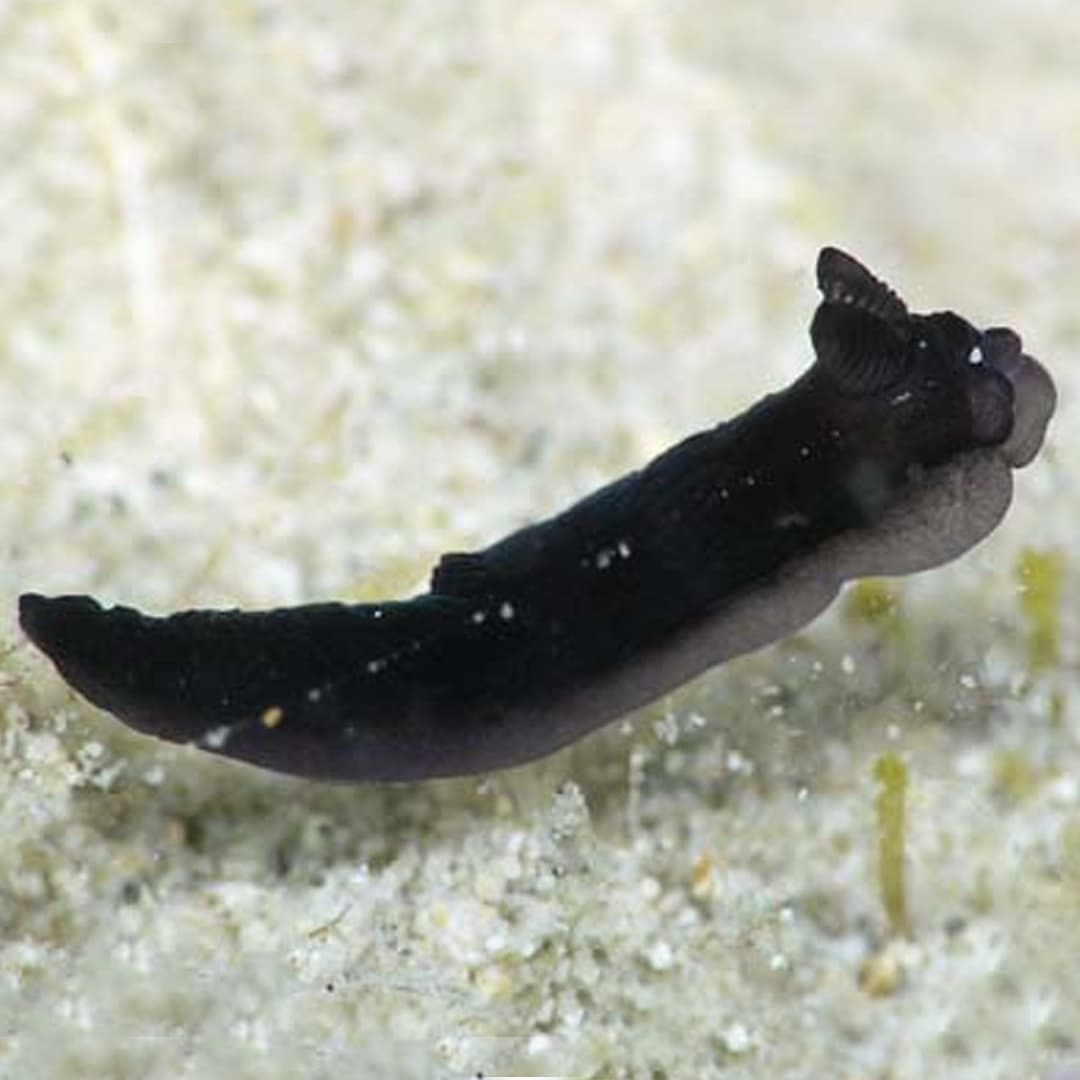 Nudibranch