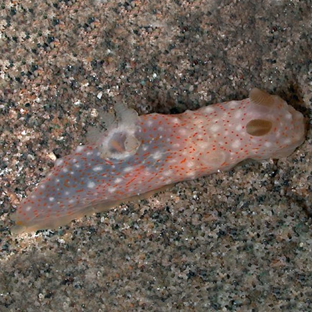 Nudibranch