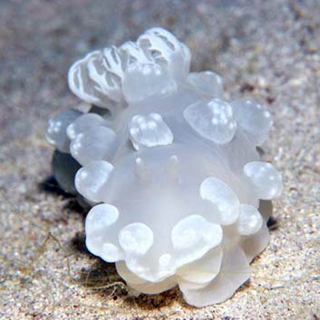 Nudibranch