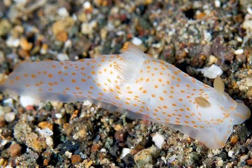 Nudibranch