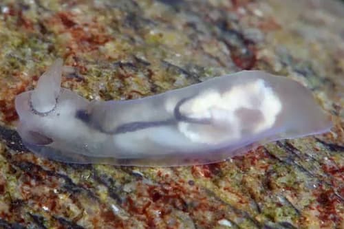 Nudibranch