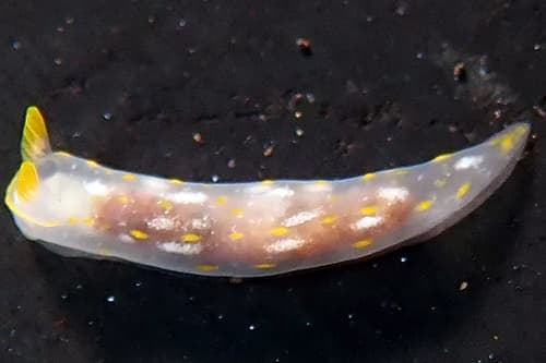 Nudibranch