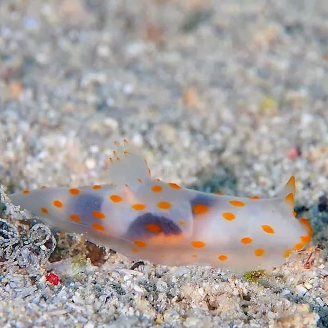 Nudibranch