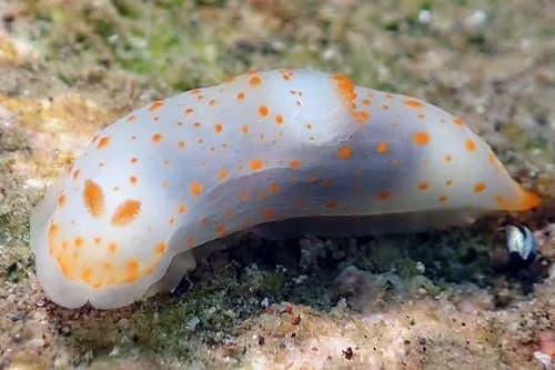 Nudibranch