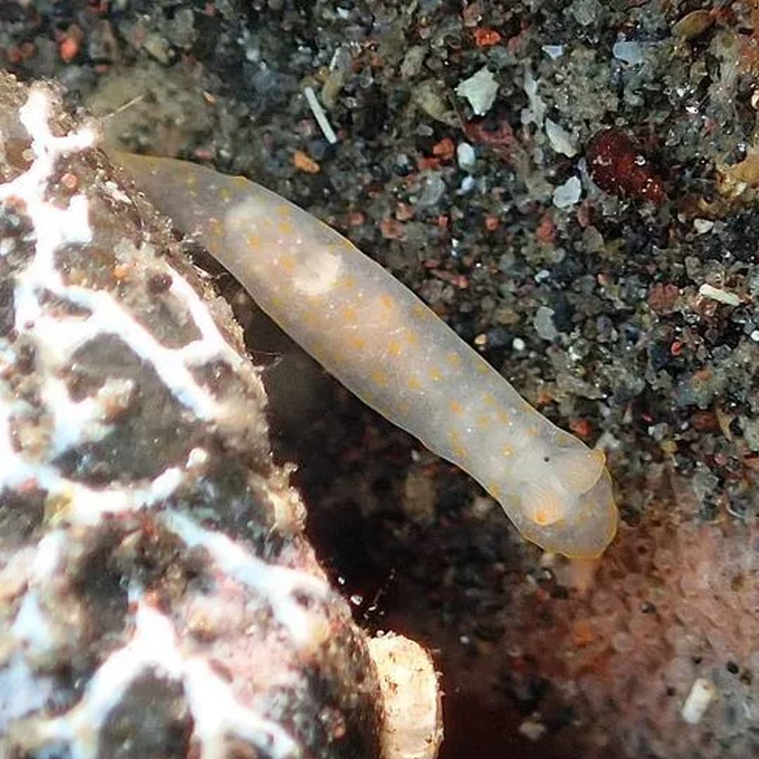 Nudibranch