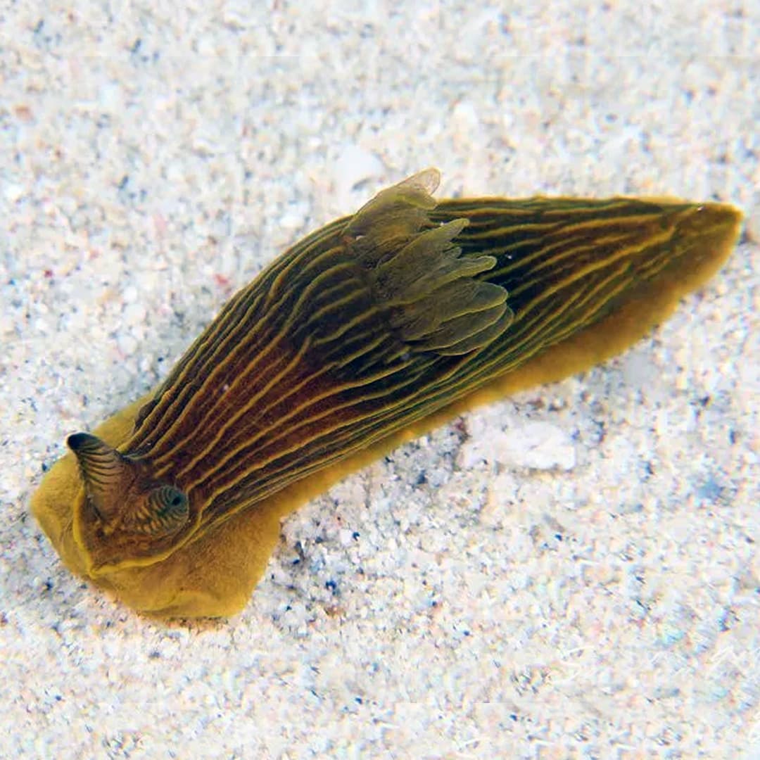 Nudibranch