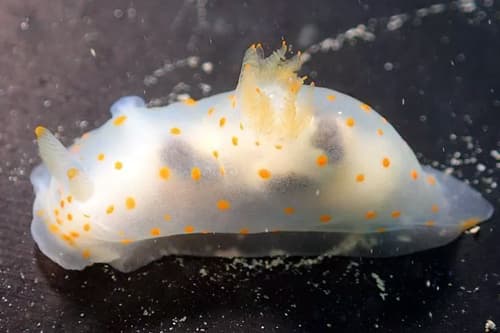 Nudibranch