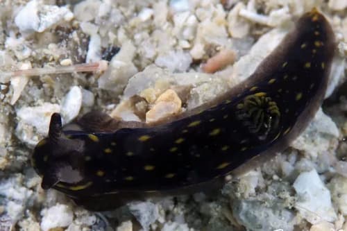 Nudibranch